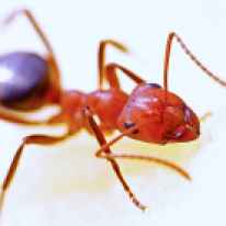 ant-macro-insect-red-40825.jpeg
