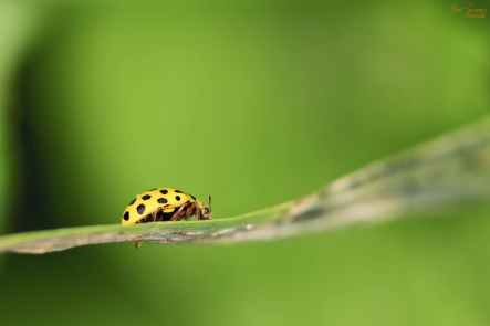 macro-ladybug-bug-yellow-65668.jpeg