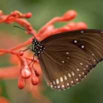 striped-core-butterflies-butterfly-brown-53957.jpeg